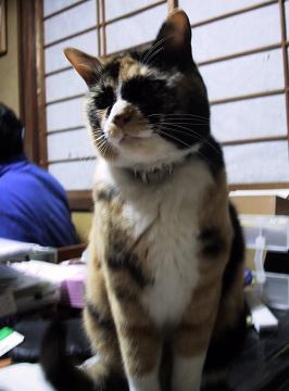 今日のく～にゃんこ