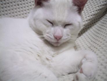 ねんころりん・３