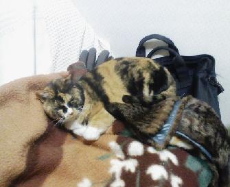 迷彩カラー
