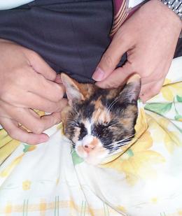 言いなり猫・２