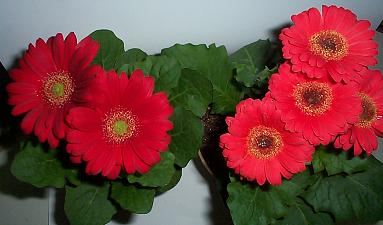 ピーのガーベラ・２