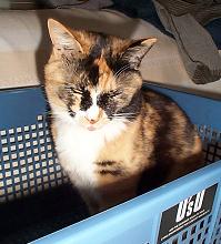 舌出しく～・１