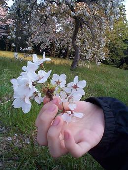 桜･アップ・７