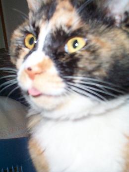 舌出しく～・２