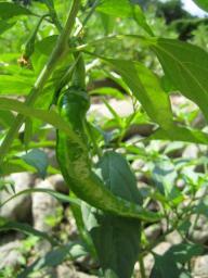 IMG_1142.JPG