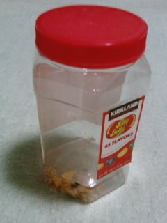 2008-05 ポテチ空