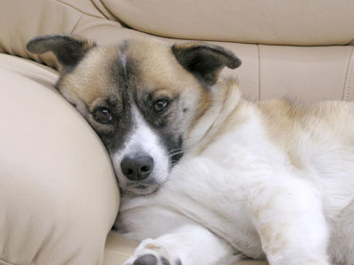 うっとーしー１