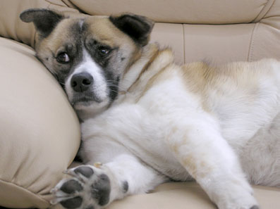 うっとーしー２