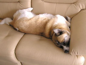 スーパーフィット１