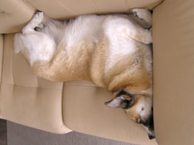 スーパーフィット２