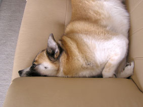 スーパーフィット３