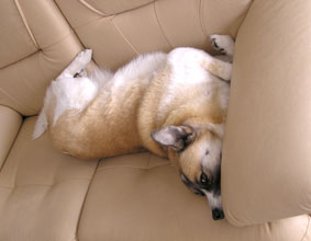 スーパーフィット４