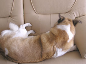 スーパーフィット５