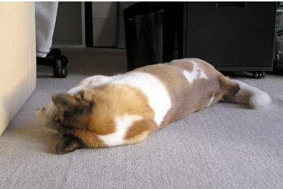 モクはネコ？１