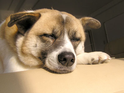 アンテナ健在１