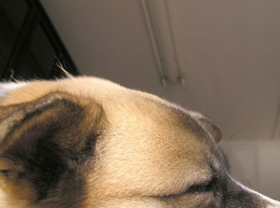 アンテナ健在２