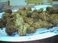 oyster.jpg
