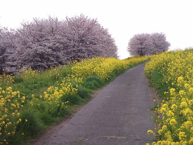 桜の景色