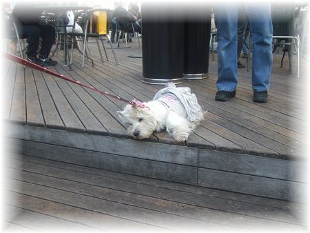 ココちゃんがんばる