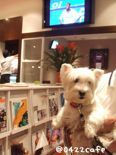 店内一部わんOK