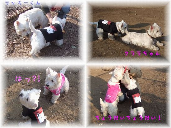 ウエスティな日