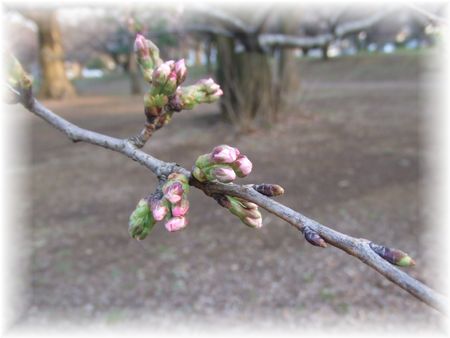 ３月２２日の桜