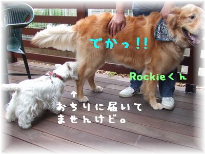 ロッキー君