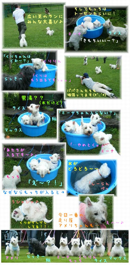 ドッグランサイコー♪