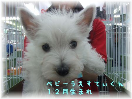 チビウエス