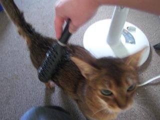 バラッシング中