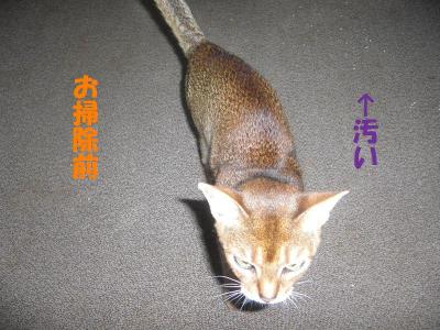 掃除前は・・・。