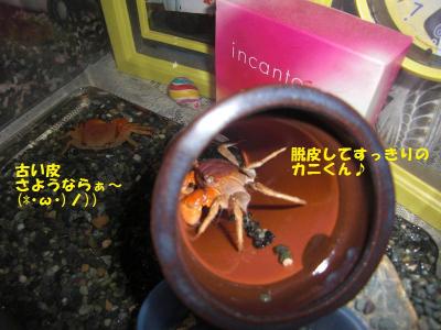 脱皮してすっきり！？