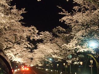 桜.JPG