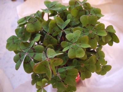 4clover