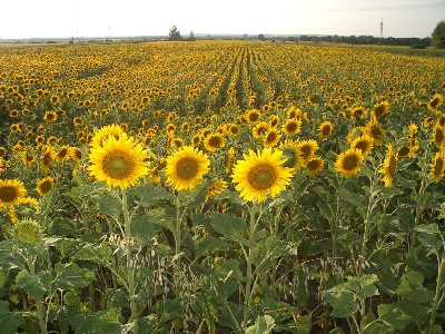 sunflower