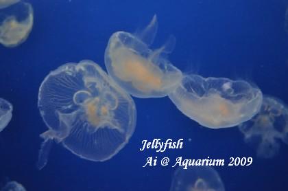 jellyfish