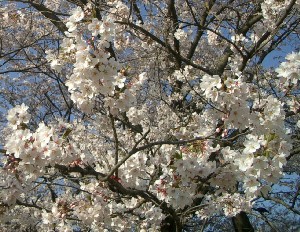 sakura