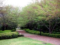 07-4-18 山　桜新緑e