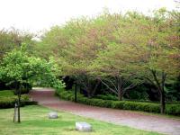 07-4-18 山　桜新緑d