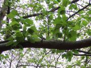 07-4-18　山　桜新緑a