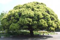 07-4-26　山　新緑0008