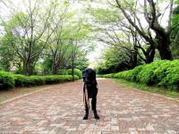 07-4-18 山　桜新緑わん吉