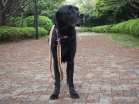 07-4-18 山　桜新緑わん吉a