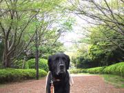 07-4-18 山　桜新緑わん吉b