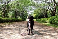 07-4-26　山　わん吉a