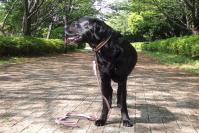 07-4-26　山　わん吉b