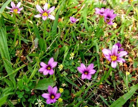 07-5-24　山花たちムラサキカタバミa