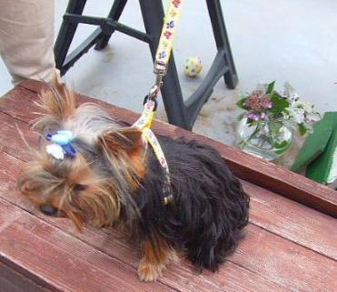 06-6E15ﾎﾟｯﾌﾟ蝶々ﾊｰﾈｽ･ﾘｰﾄﾞnana