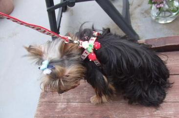 06-6 R15さくらんぼﾊｰﾈｽ･ﾘｰﾄﾞnana