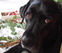 わん！集まれ公園へ